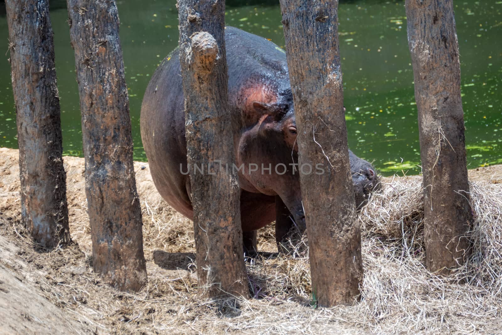 Rhinoceros in enlosed area by lake
