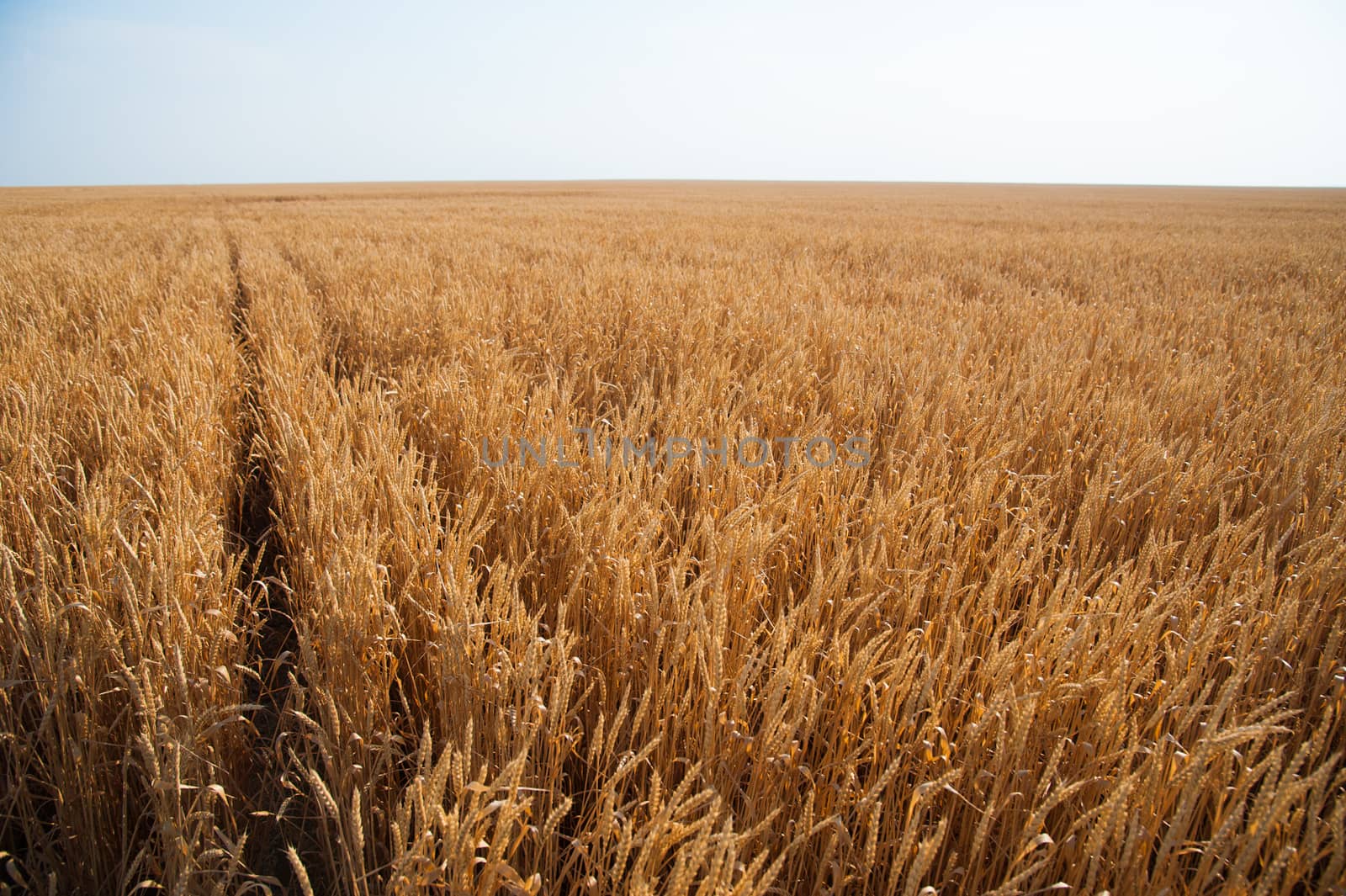 Golden wheat field and sunny day by grigorenko