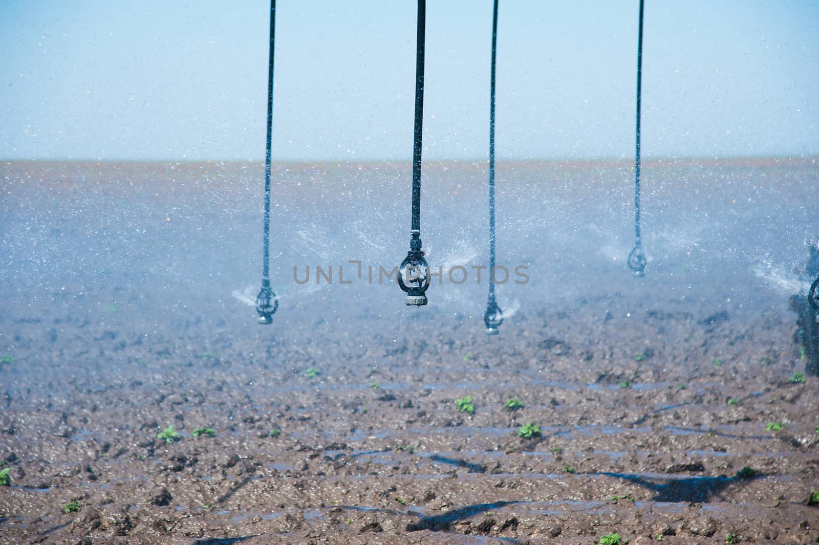 Modern agricultural irrigation system spraying in field by grigorenko