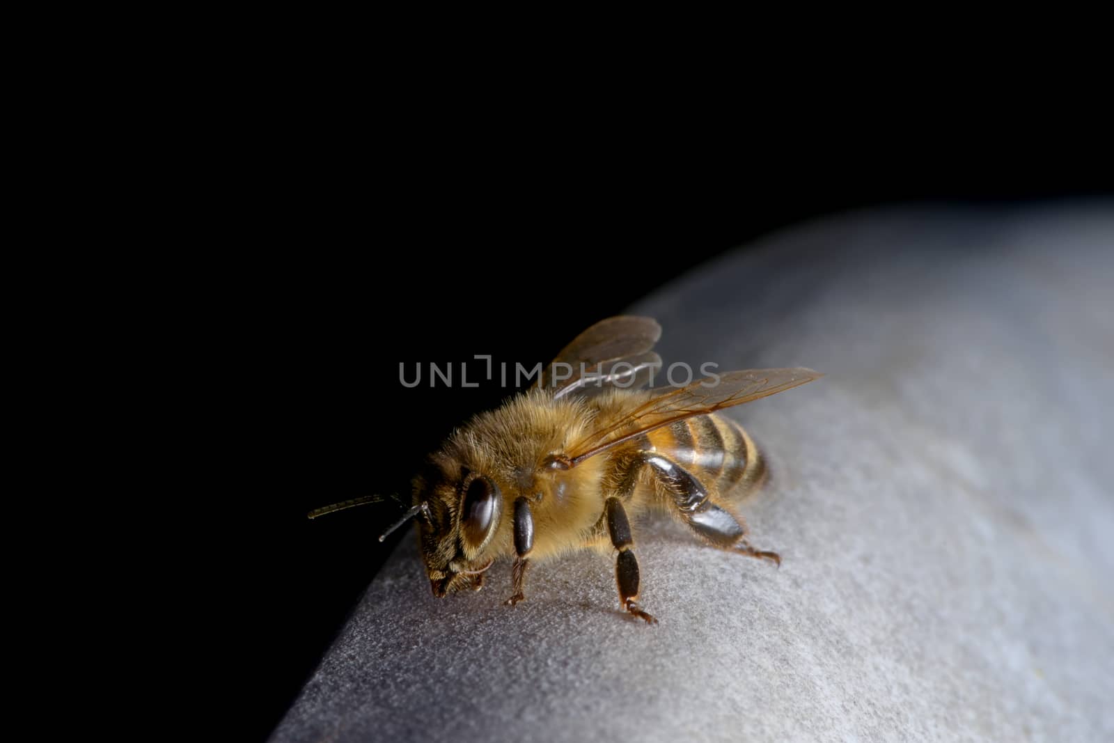 A honeybee close up, as it settles briefly on garden furniture with a fine coating of pollen. Yellow blue colors stand out