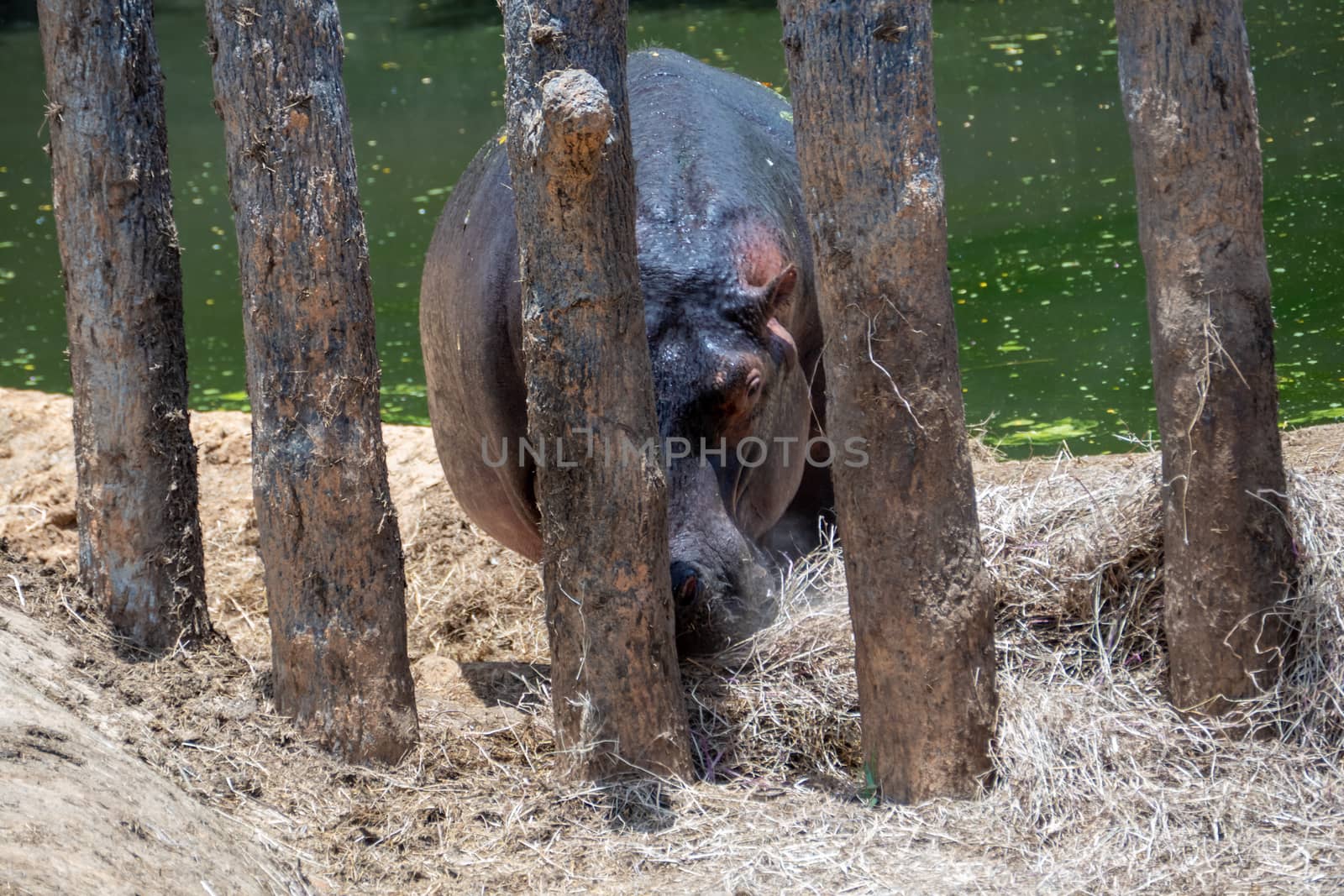 Rhinoceros in enlosed area by lake