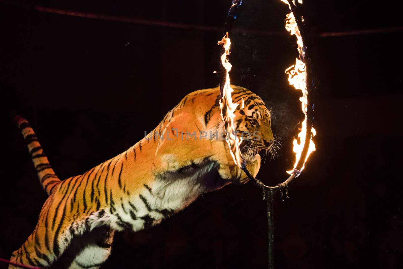 Circus. Dangerous trick. Tiger jumps through fire