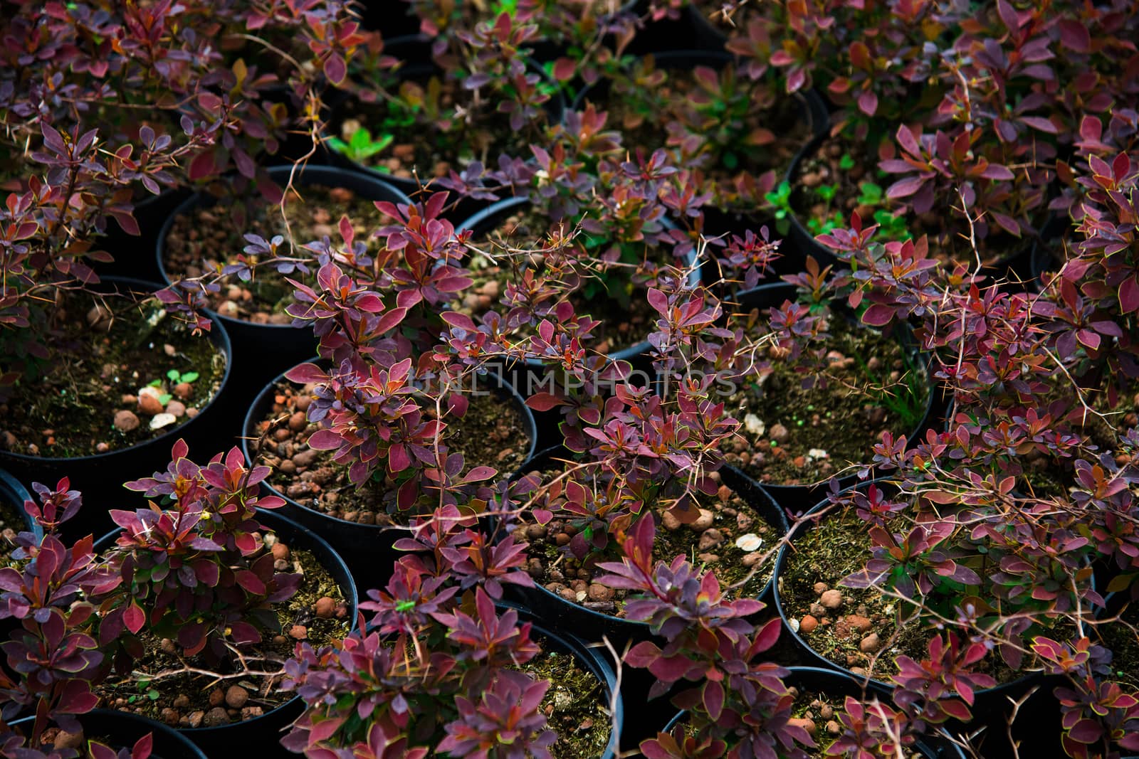 Saplings barberry shrubs in pots in plant nursery by grigorenko