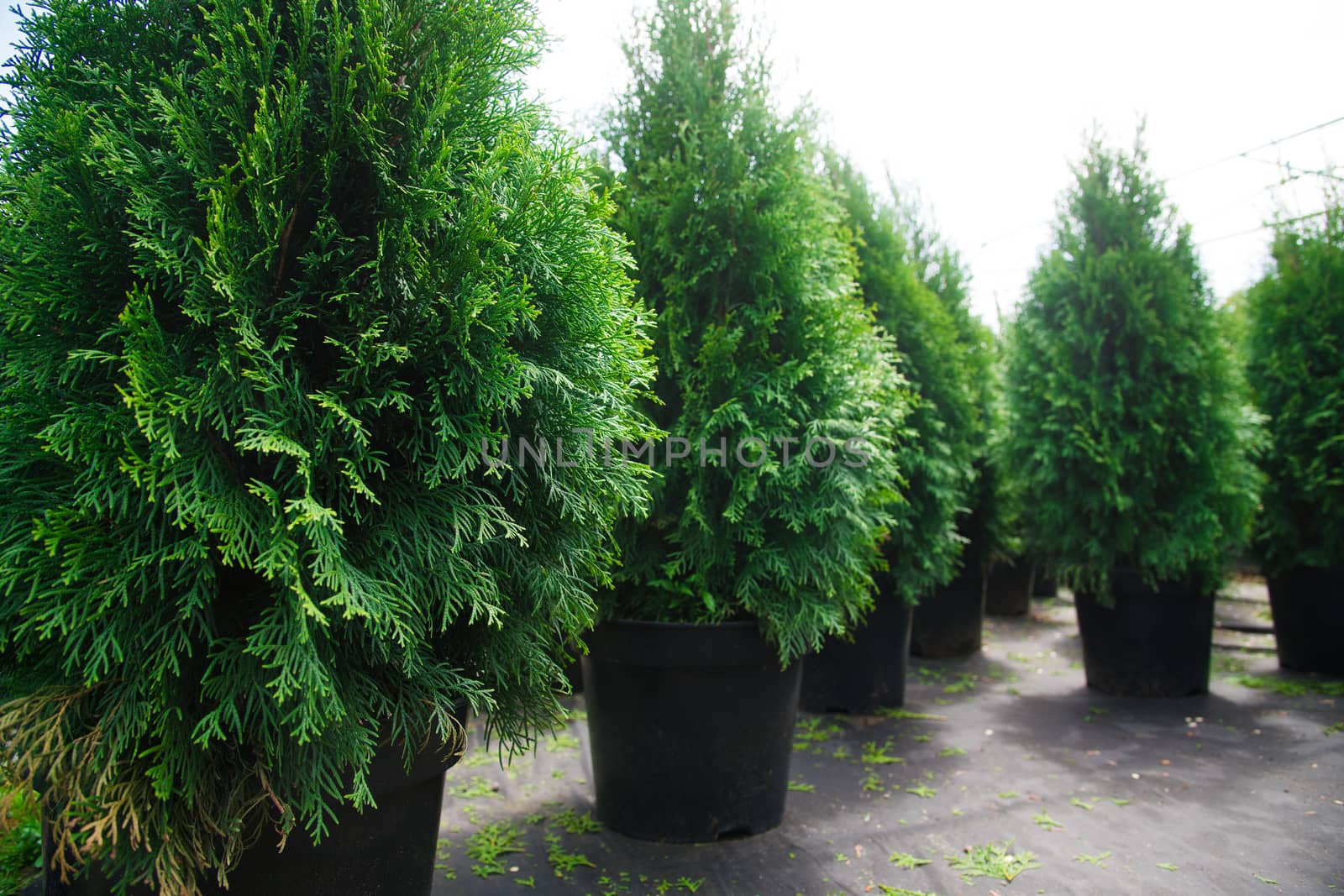 Saplings coniferous trees in pots in plant nursery by grigorenko