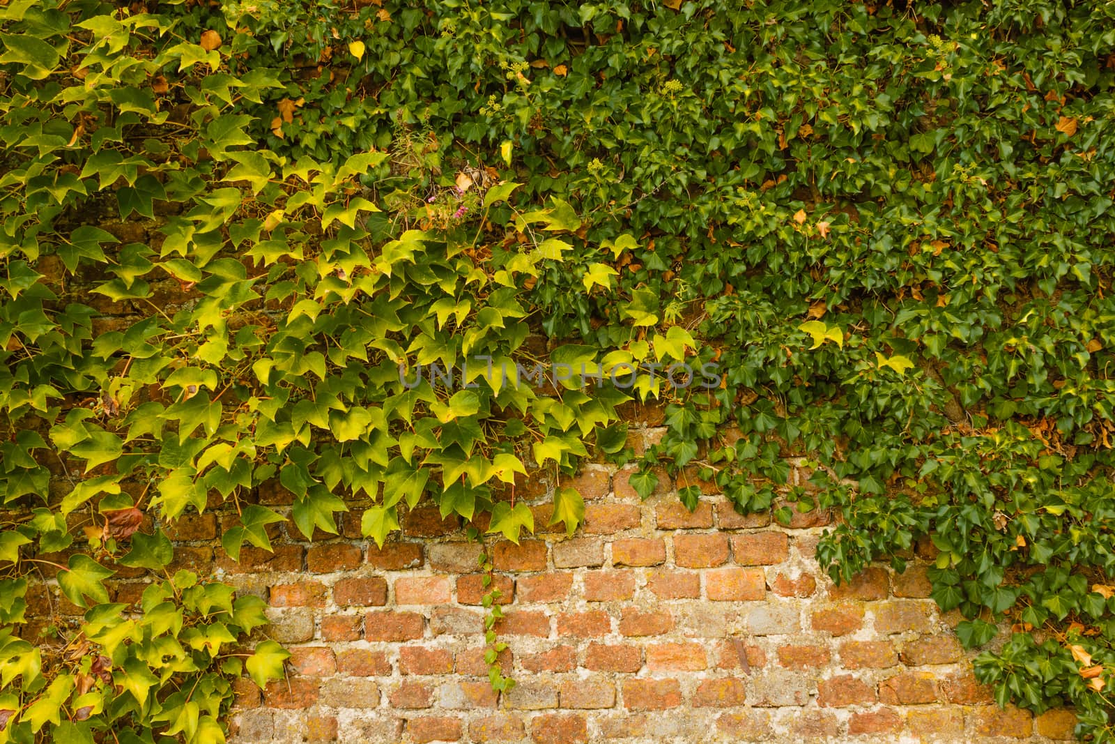 an ivy arch covers an old brick wall