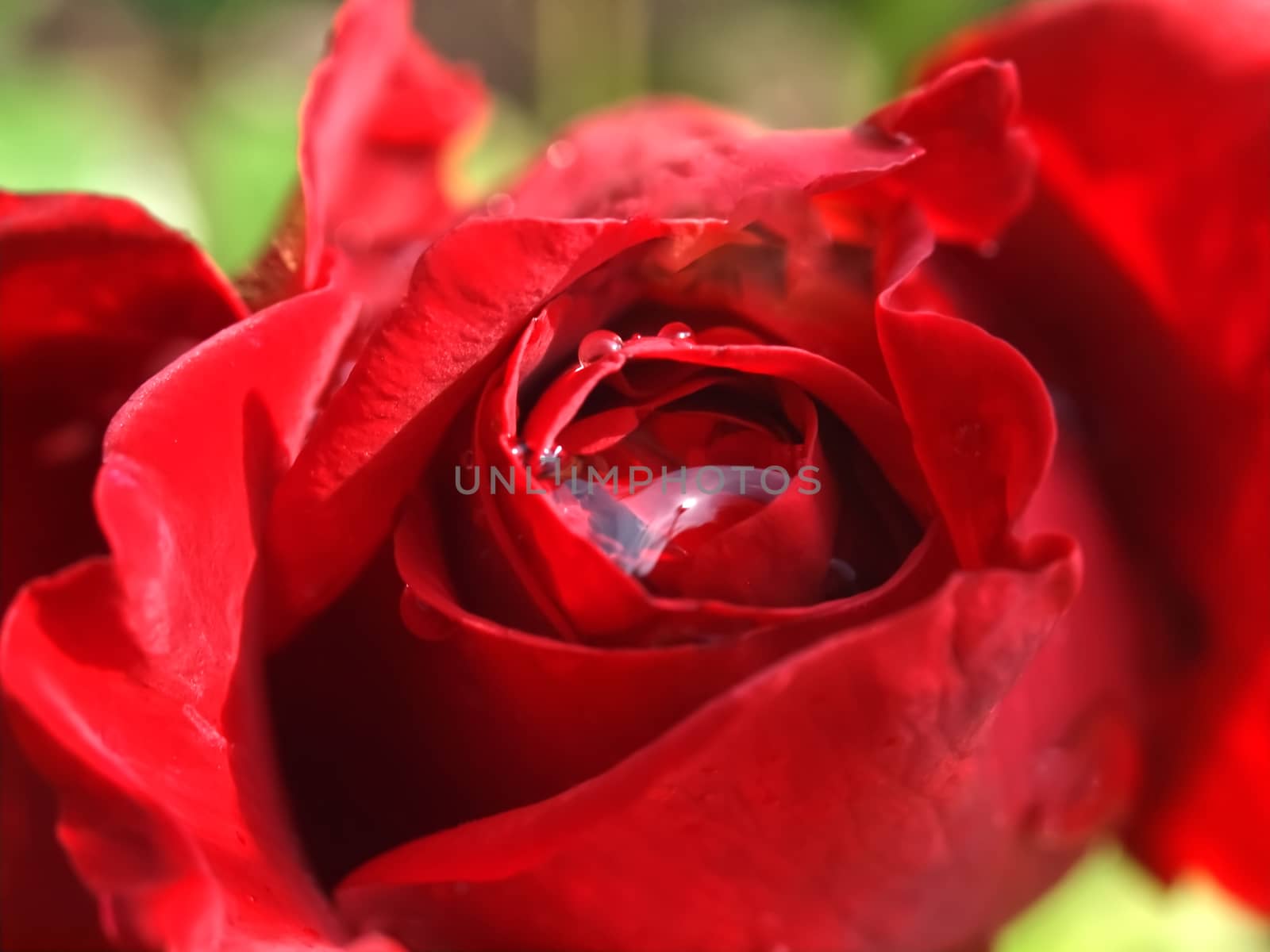 In love with red roses by Stimmungsbilder