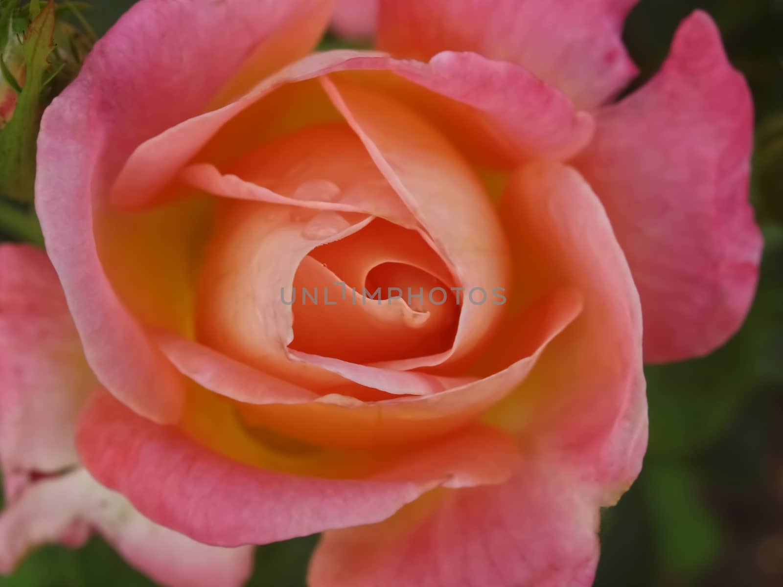Macro of a isolated pink rose with water drops