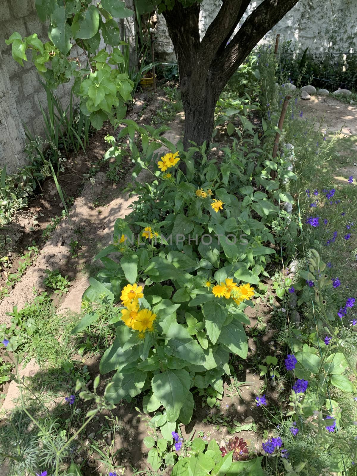 blooming yellow and blue flowers in the garden