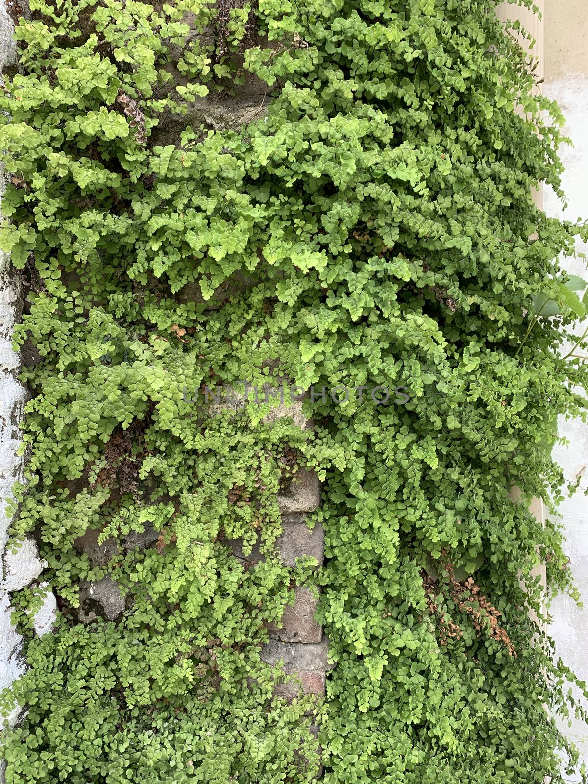 green ivy plant covering the outside wall of the building