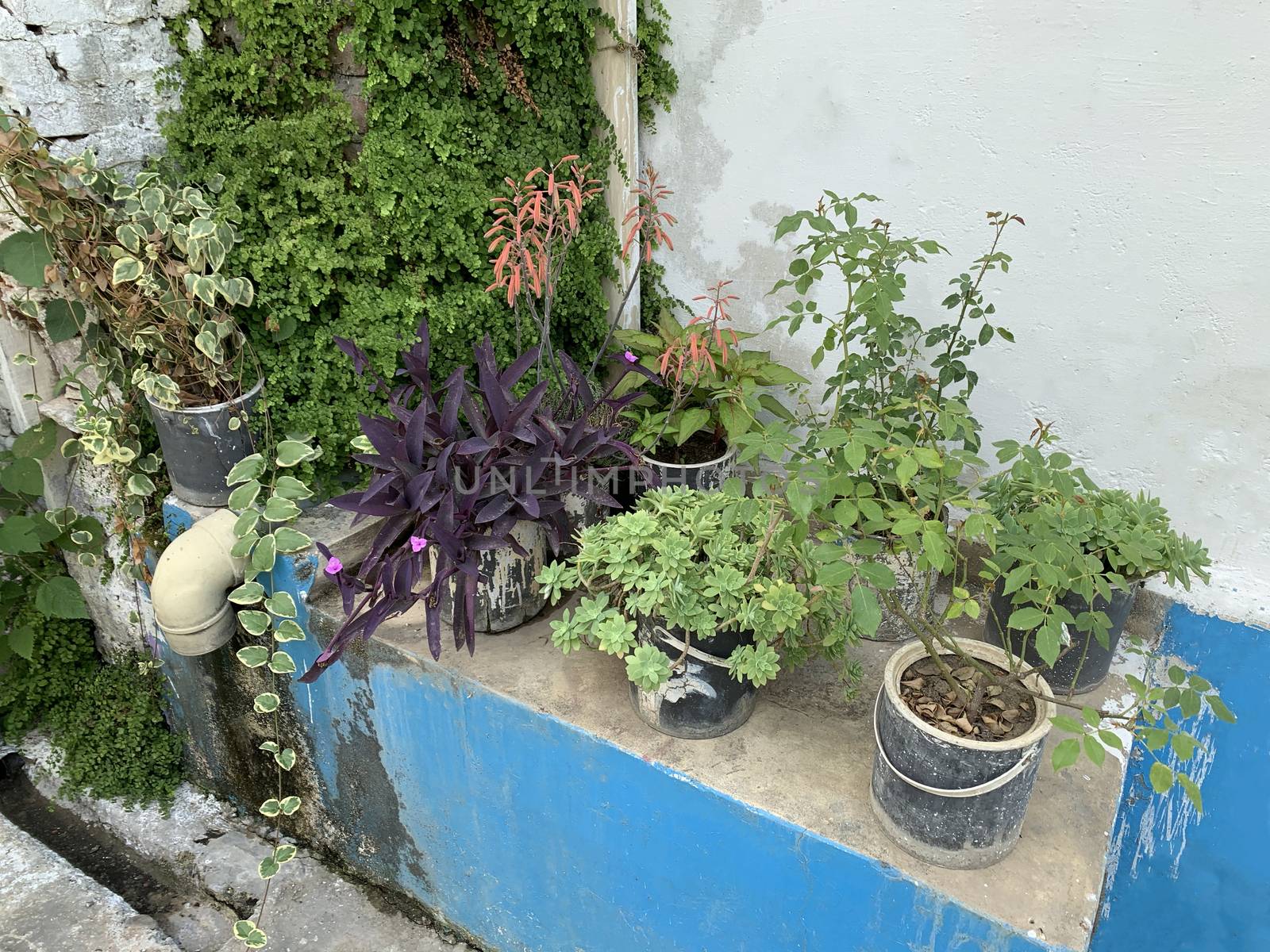 pots with flowers near the house wall at the rural area