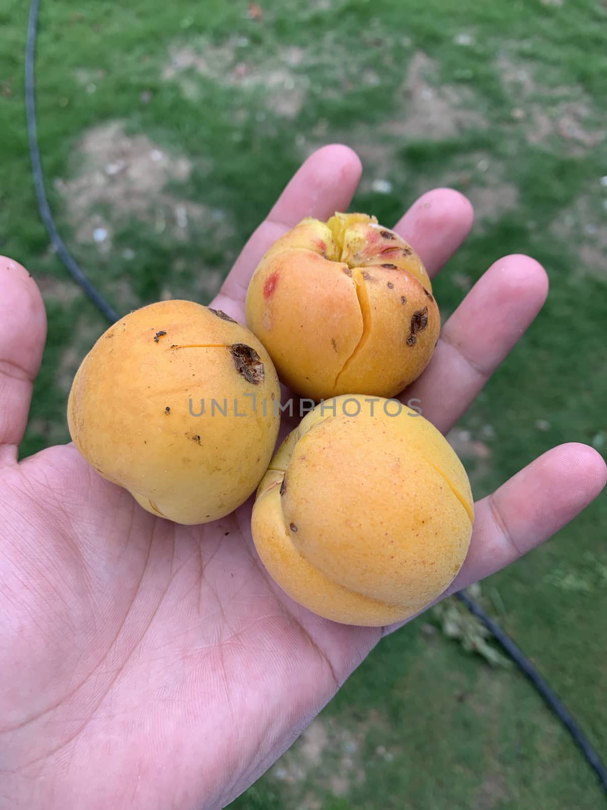 three apricots in the male hand on the green background