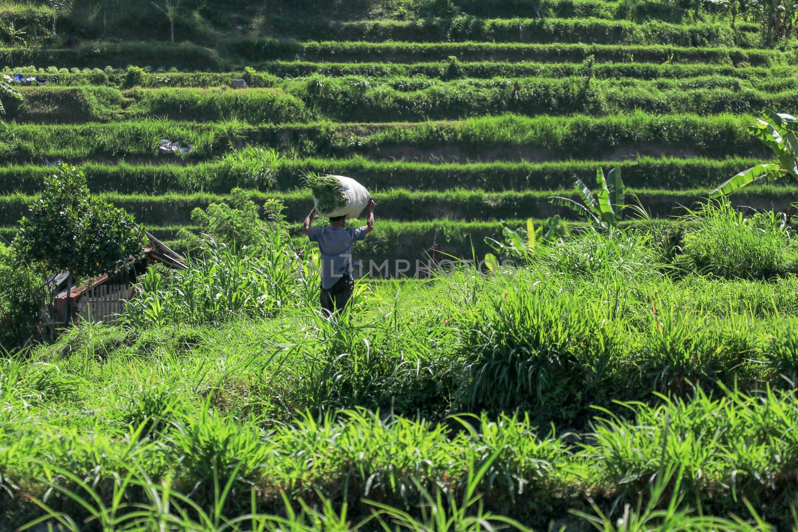 Bali, Indonesia - December 2019: Balinese man with a naked torso carries a stack of grass on his head. The hard life of the poor people of Bali. Hard-working Bali local people.