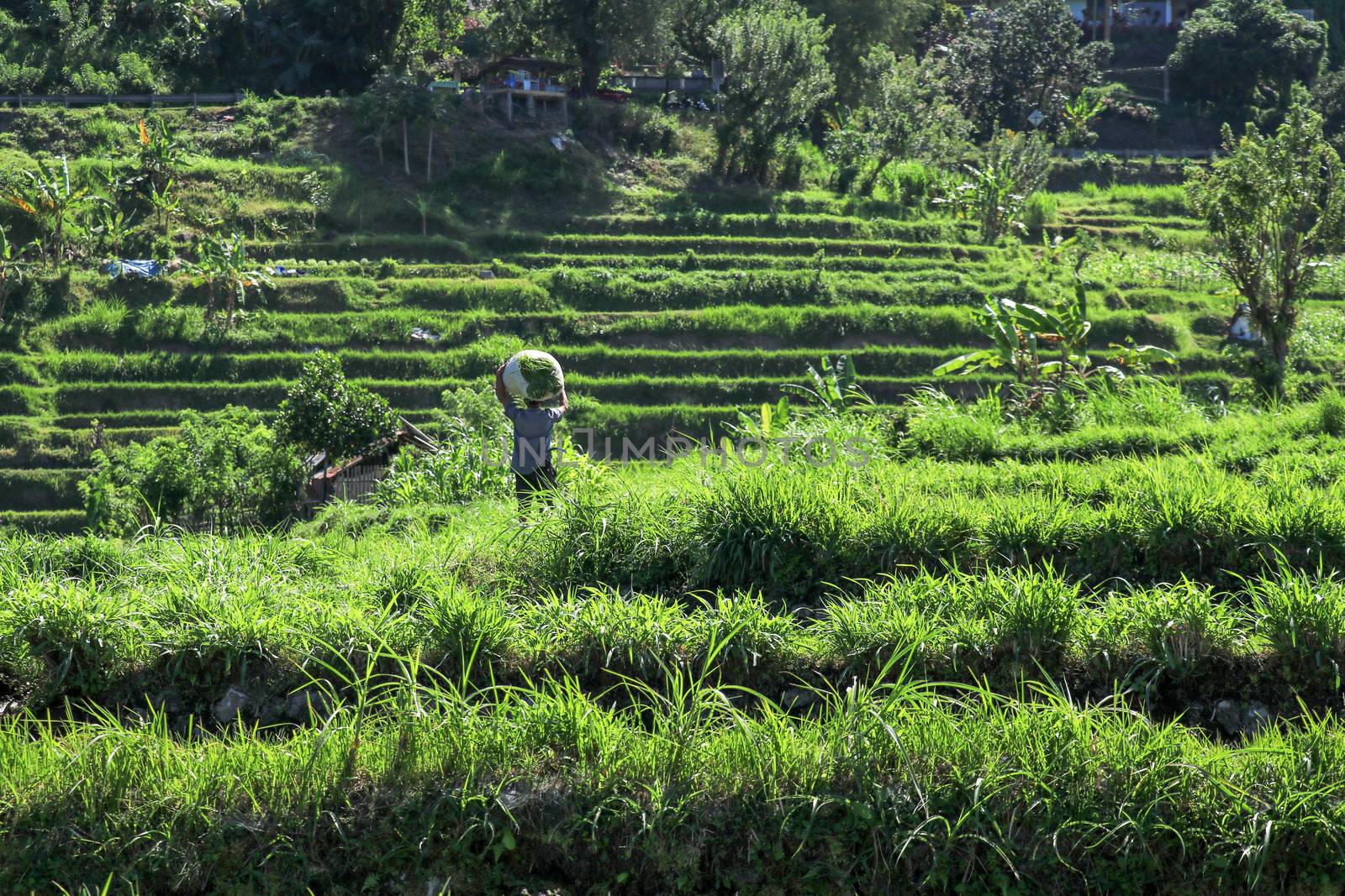 Bali, Indonesia - December 2019: Balinese man with a naked torso carries a stack of grass on his head. The hard life of the poor people of Bali. Hard-working Bali local people.