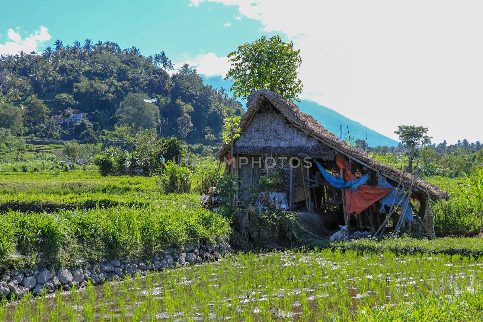 Eco-friendly Tribal Hut in fields having thatched roof, made from biodegradable Bamboo Straws and sticks. A Typical house form of Tribal areas used by farmers and aboriginals as granary. Background.
