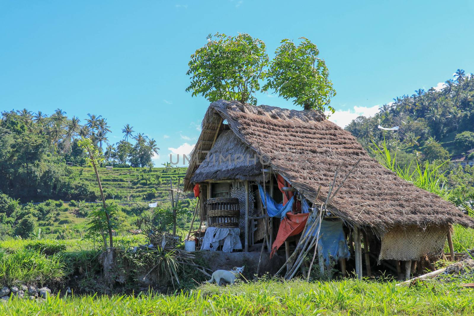 Eco-friendly Tribal Hut in fields having thatched roof, made from biodegradable Bamboo Straws and sticks. A Typical house form of Tribal areas used by farmers and aboriginals as granary. Background.