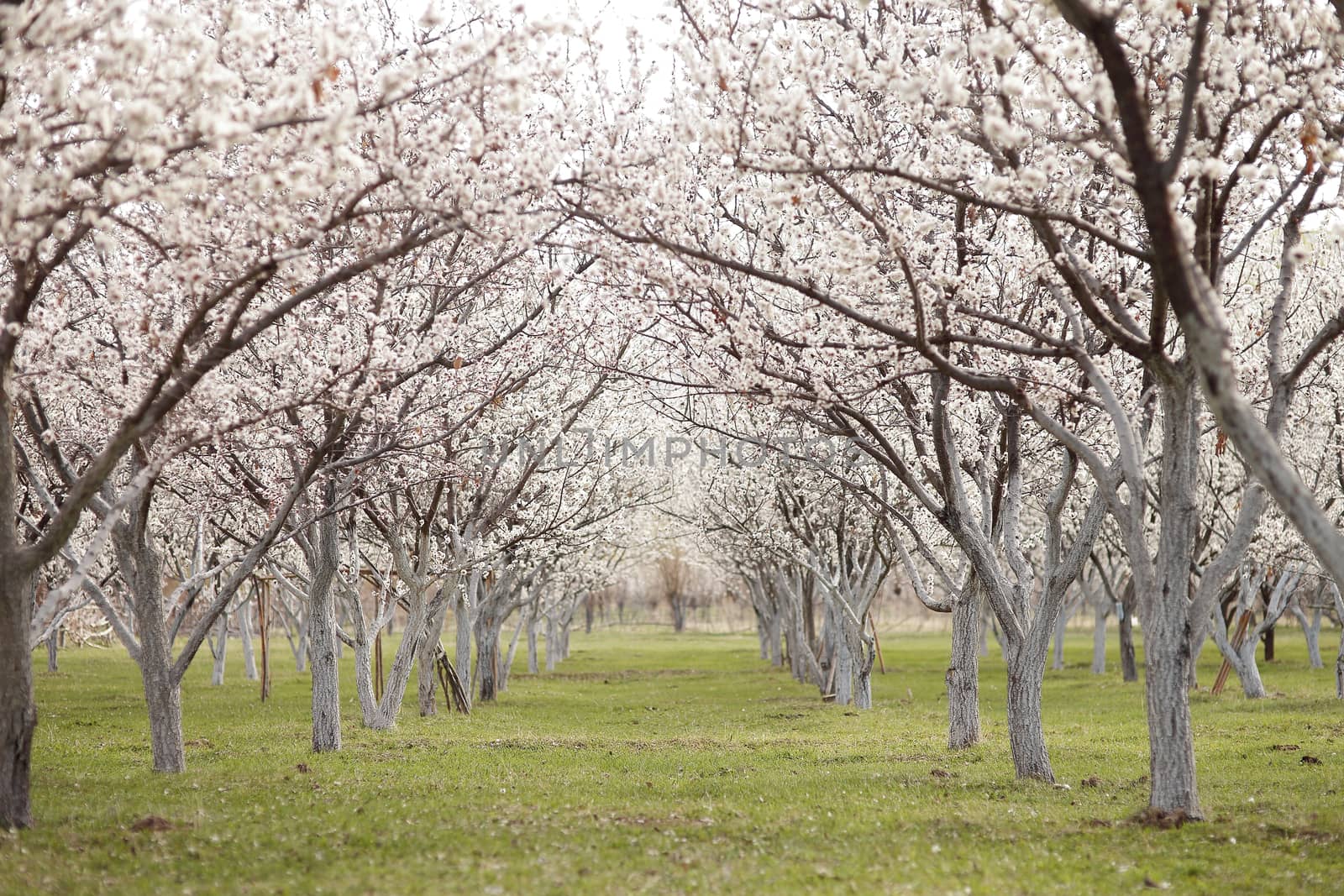 Blooming apple orchard. Many trees bloom in white flowers on a green meadow. High quality photo