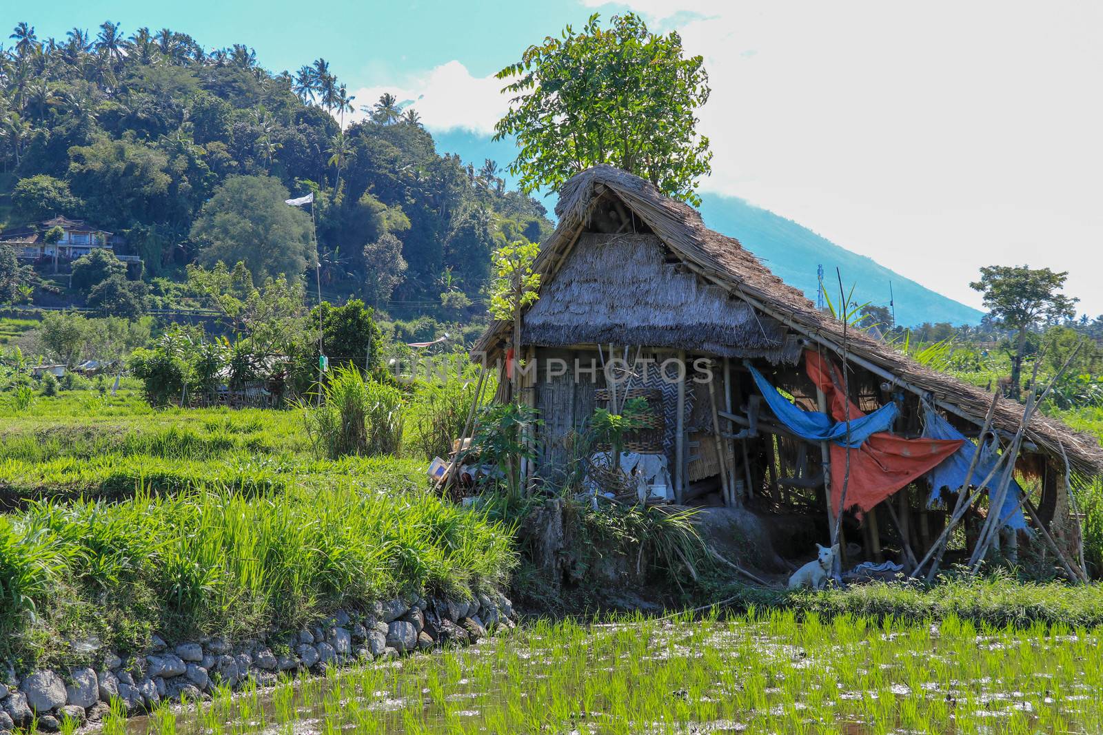 Eco-friendly Tribal Hut in fields having thatched roof, made from biodegradable Bamboo Straws and sticks. A Typical house form of Tribal areas used by farmers and aboriginals as granary. Background.