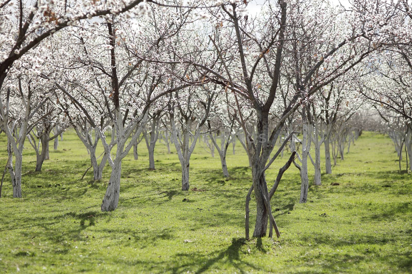Blooming apple orchard. Many trees bloom in white flowers on a green meadow. High quality photo