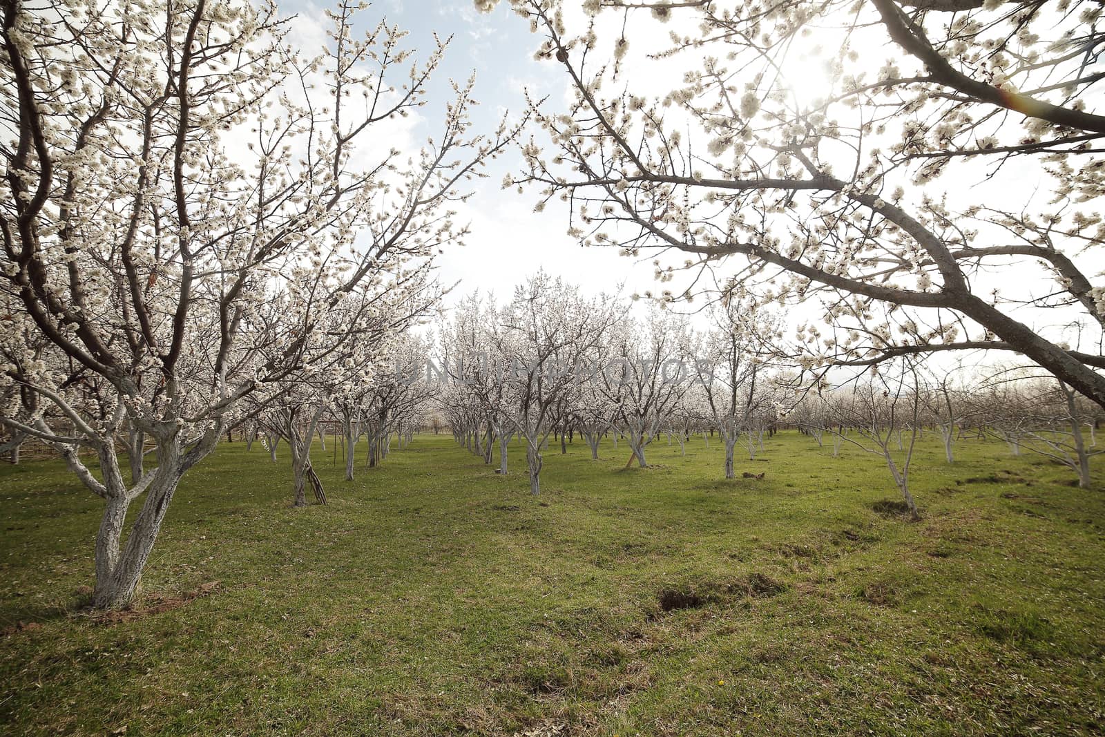 Blooming apple orchard. Many trees bloom in white flowers on a green meadow by selinsmo