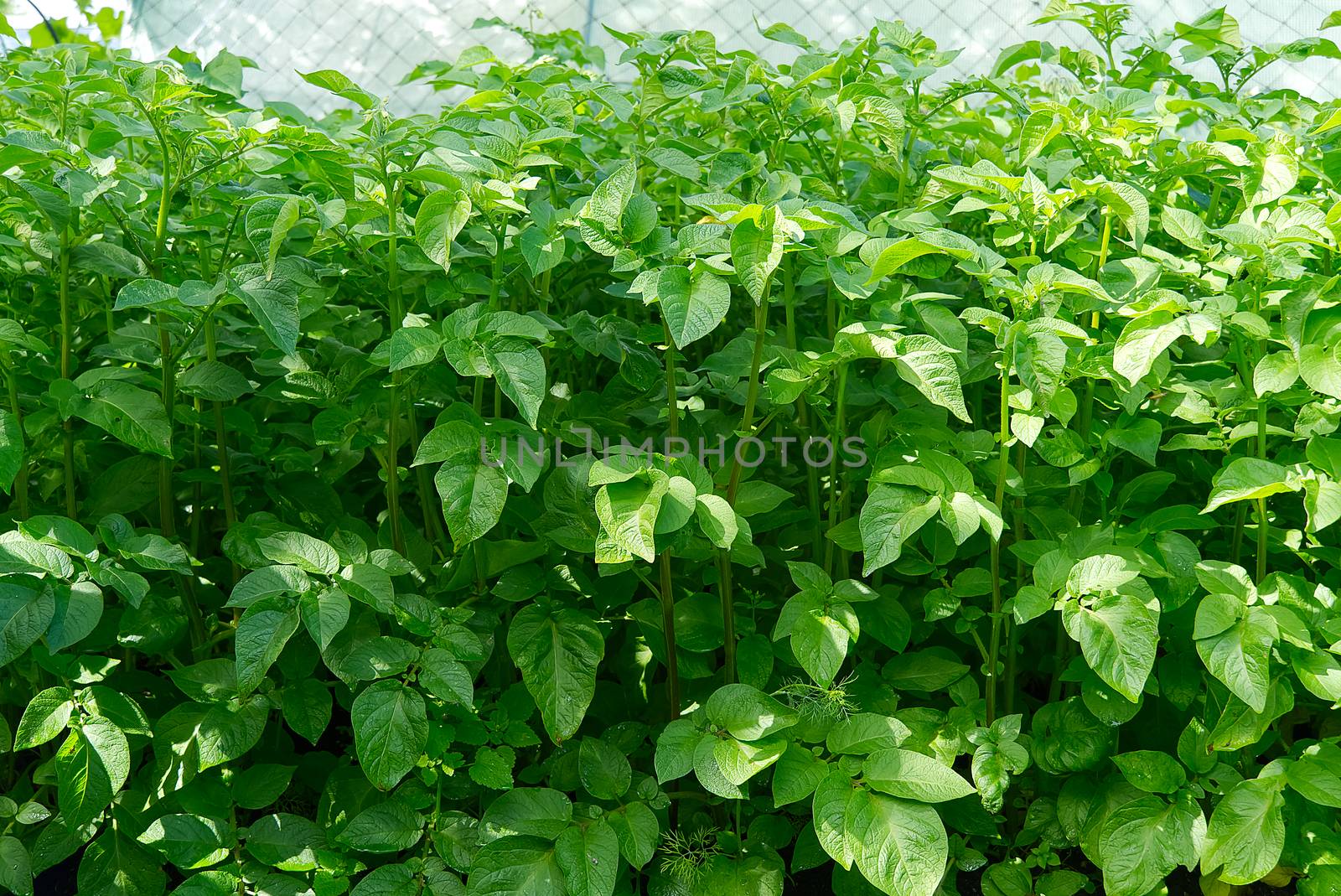 Potato bush blooming with white flowers in potato plants. growing organic potato at garden