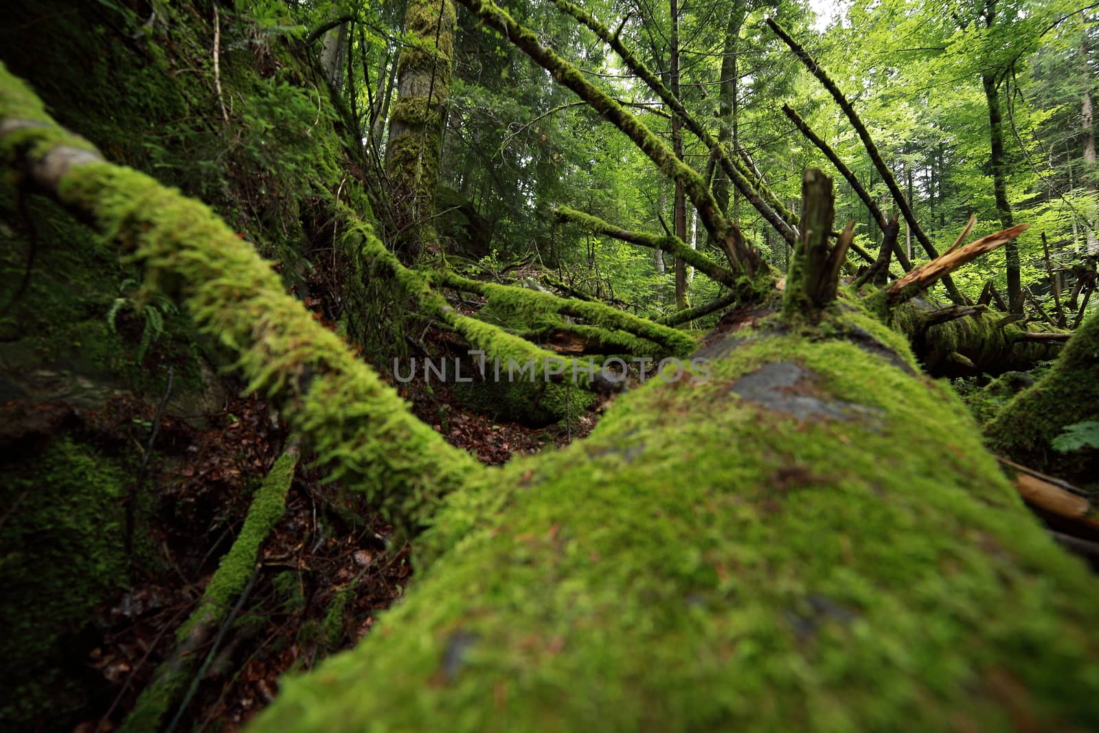 A tropical forest. Green moss on trees and stones by selinsmo