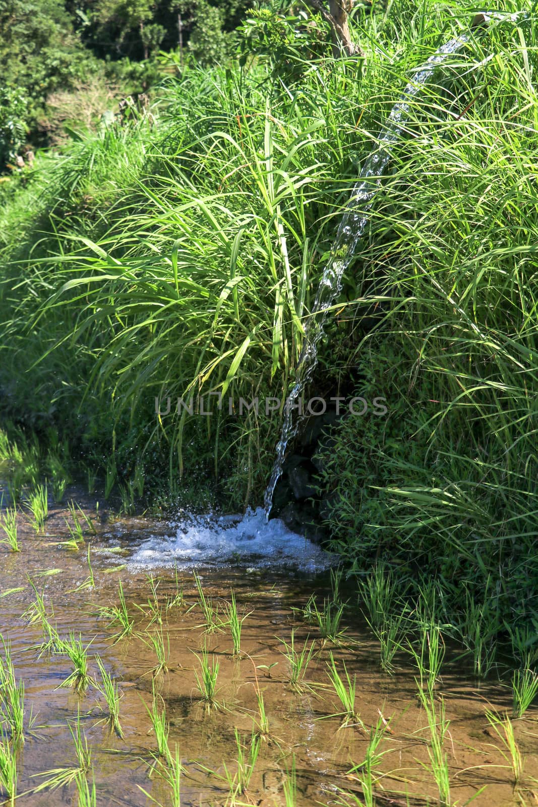 Water flowing from irrigation pipe at an Indian rice paddy agriculture crop field growing plants, green background with copy space.