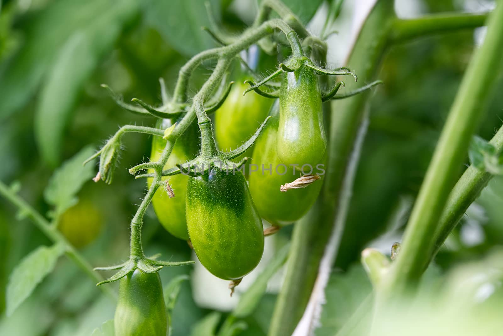 Unripe Green Tomatoes in a greenhouse, DIY cultivation concept