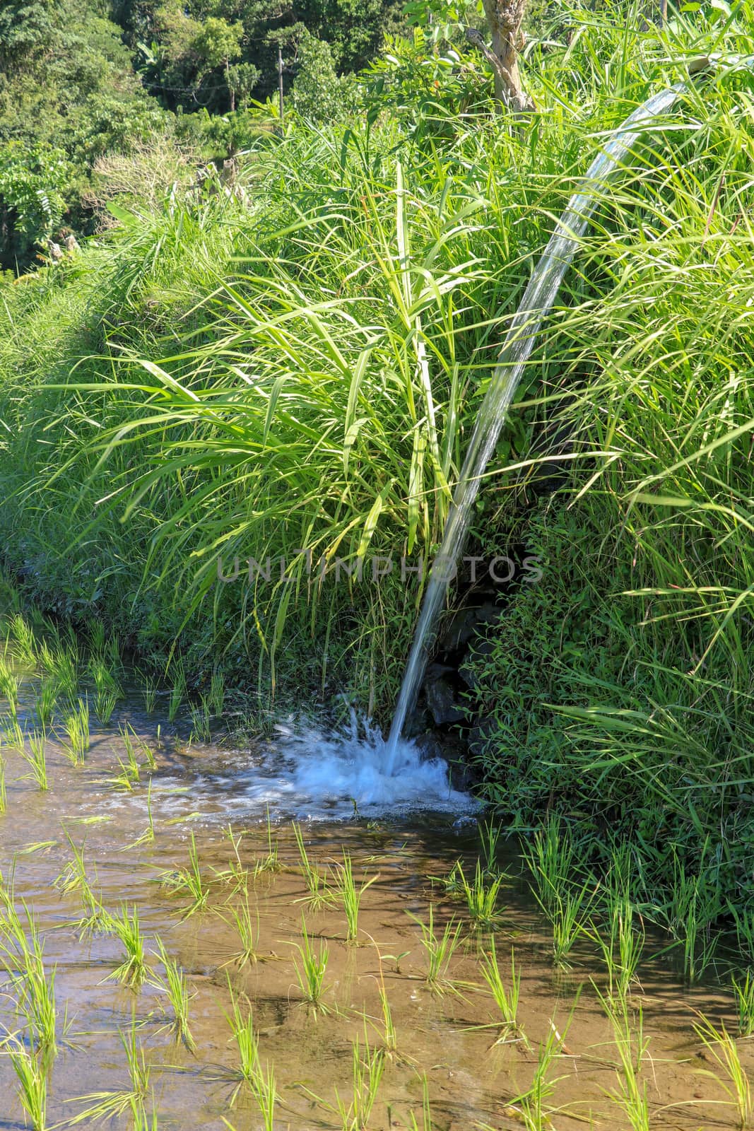 Water flowing from irrigation pipe at an Indian rice paddy agriculture crop field growing plants, green background with copy space.