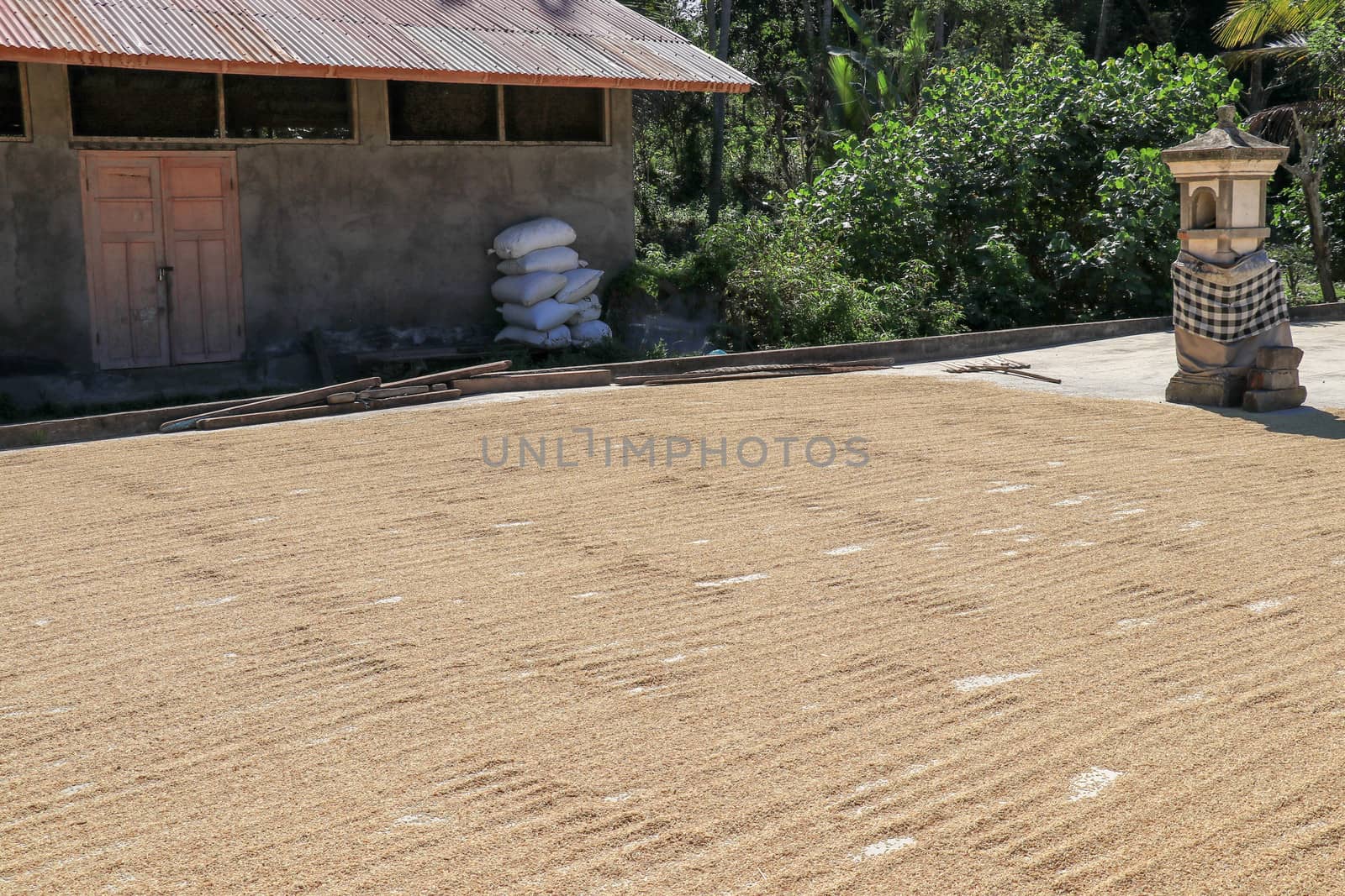 freshly harvested rice seeds are laid out for drying in the sun before processing.