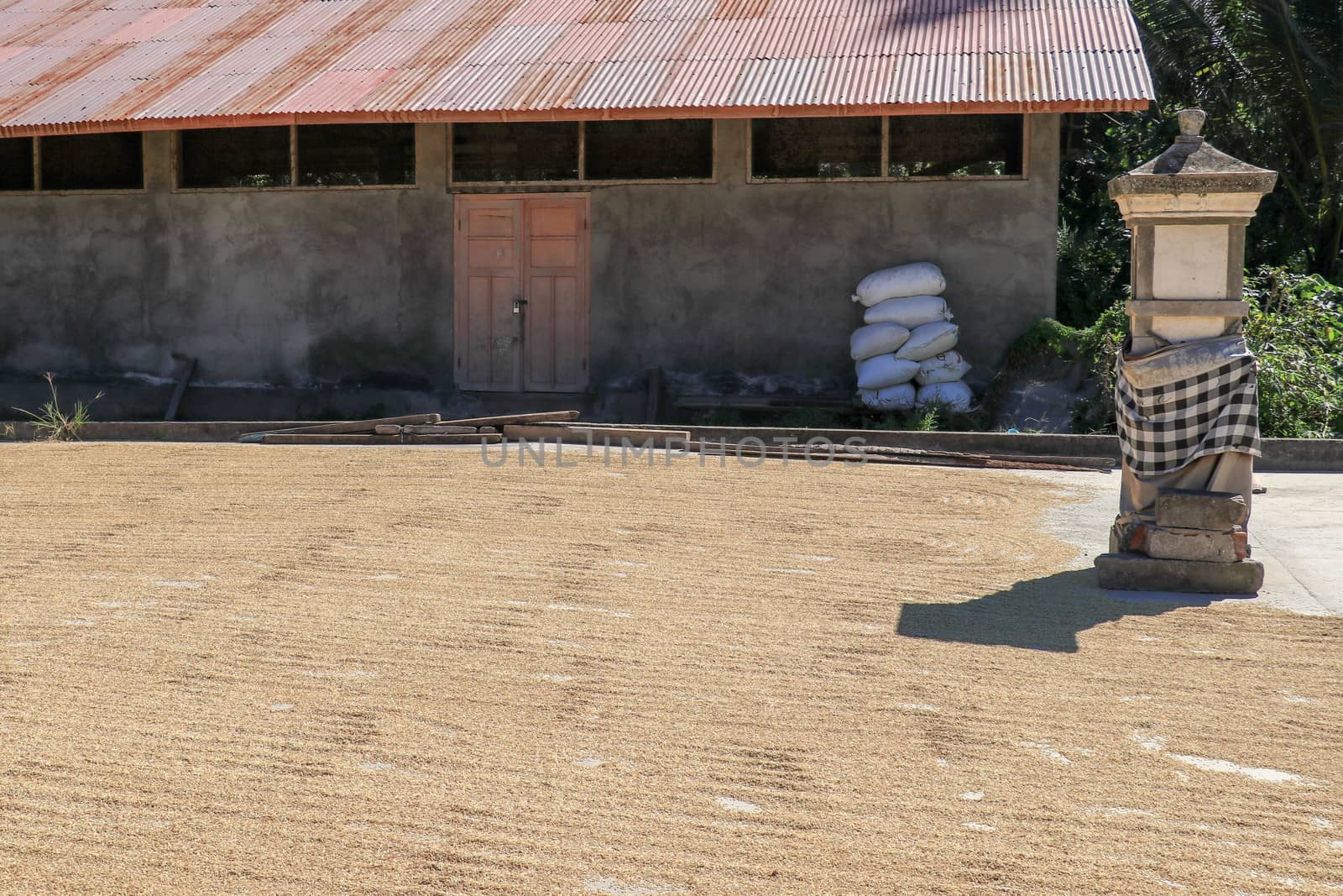 freshly harvested rice seeds are laid out for drying in the sun before processing.