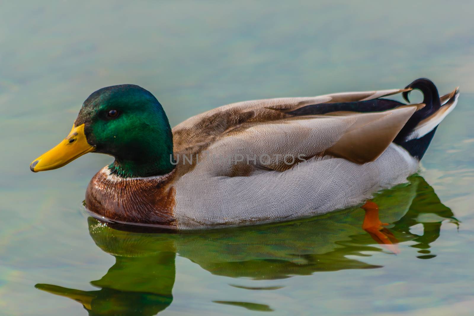 a male specimen of  the mallards is  swimming in a lake by moorea