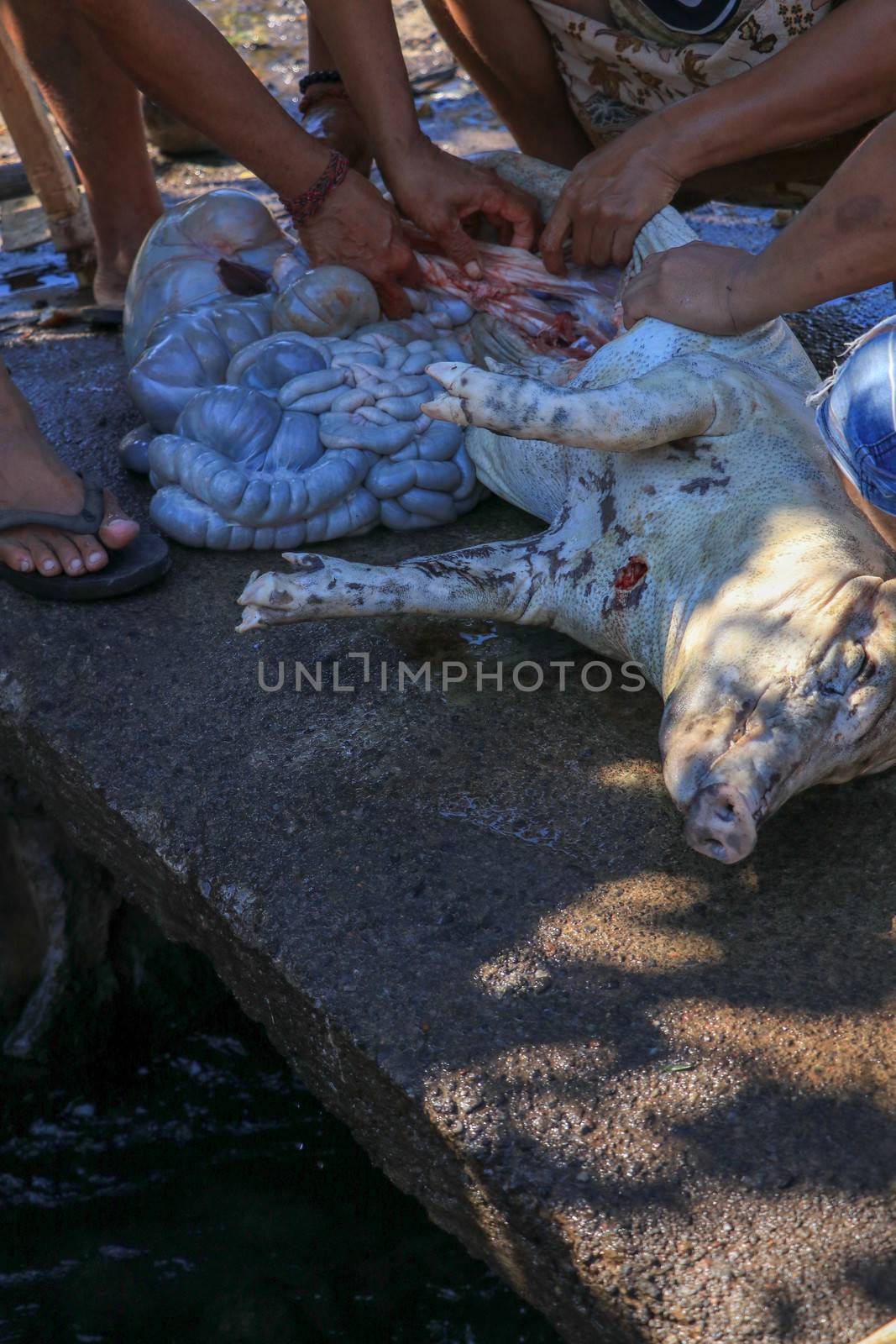 slaughtered and eviscerate pig preparing for spit roast a common by Sanatana2008