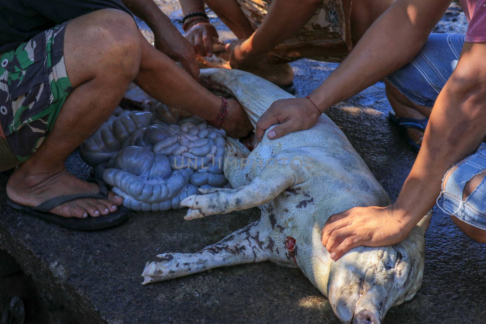 slaughtered and eviscerate pig preparing for spit roast a common and famoust outdoor cooking food in Bali, Indonesia.