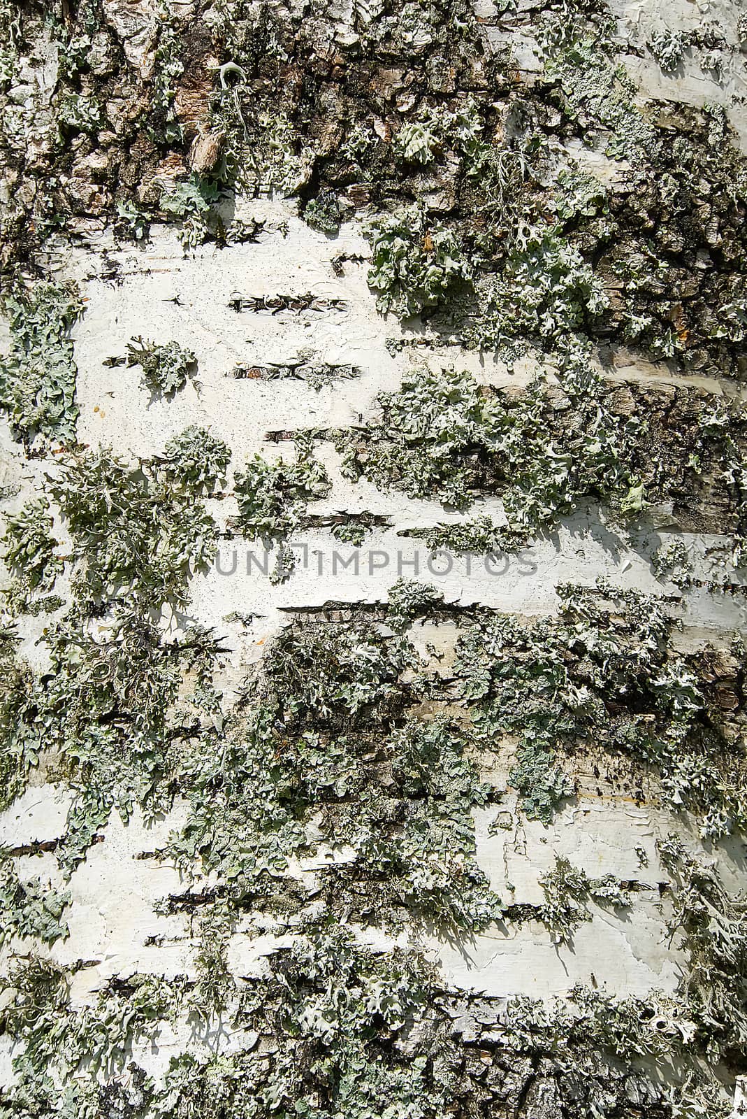 White birch bark texture with moss close-up. by PhotoTime