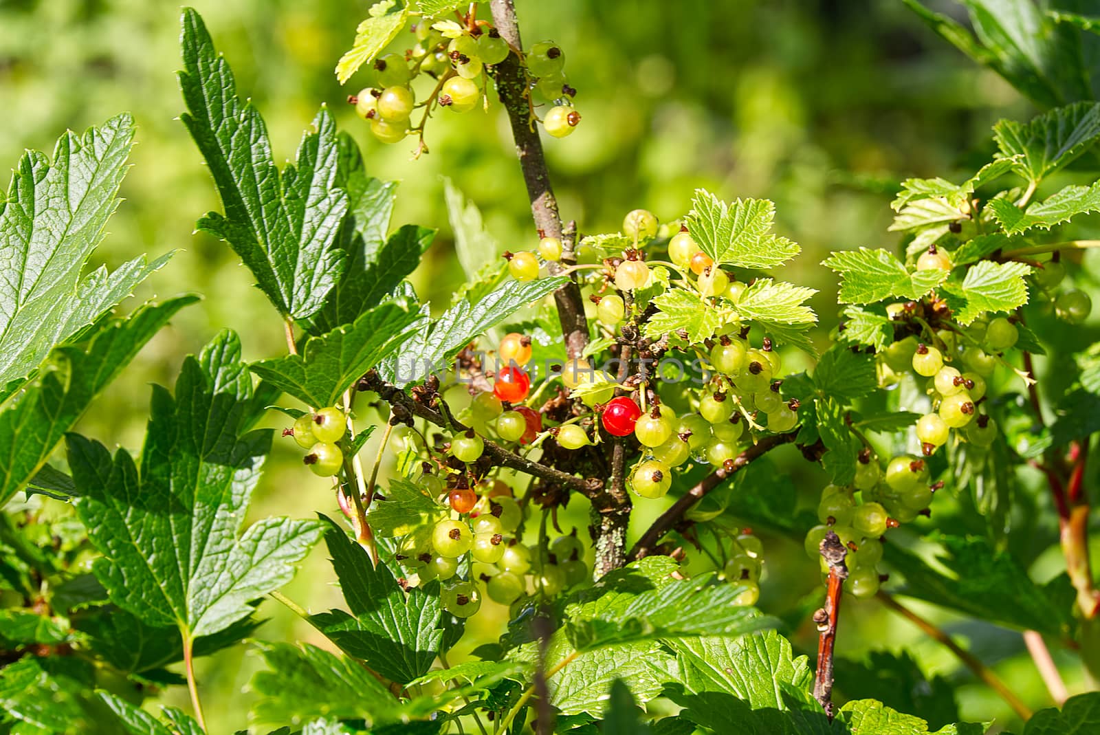 Unripe red currant on a bush, Maturing of berries in garden