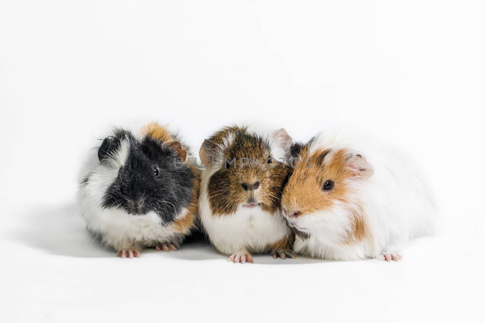 three funny motley guinea pigs on a white background