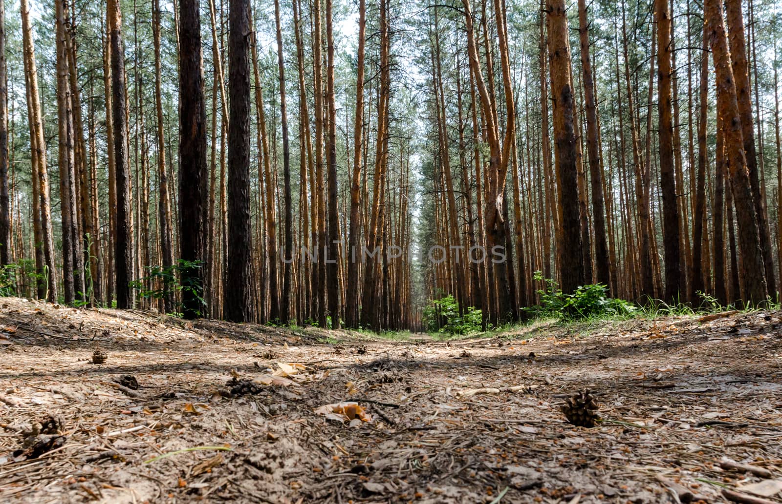 tall pine trees and road in the forest without people hiking walk trip