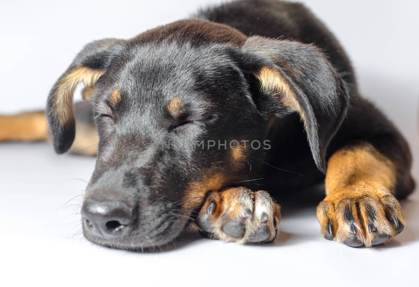 black and tan mongrel puppy sleeps on a white background close-up