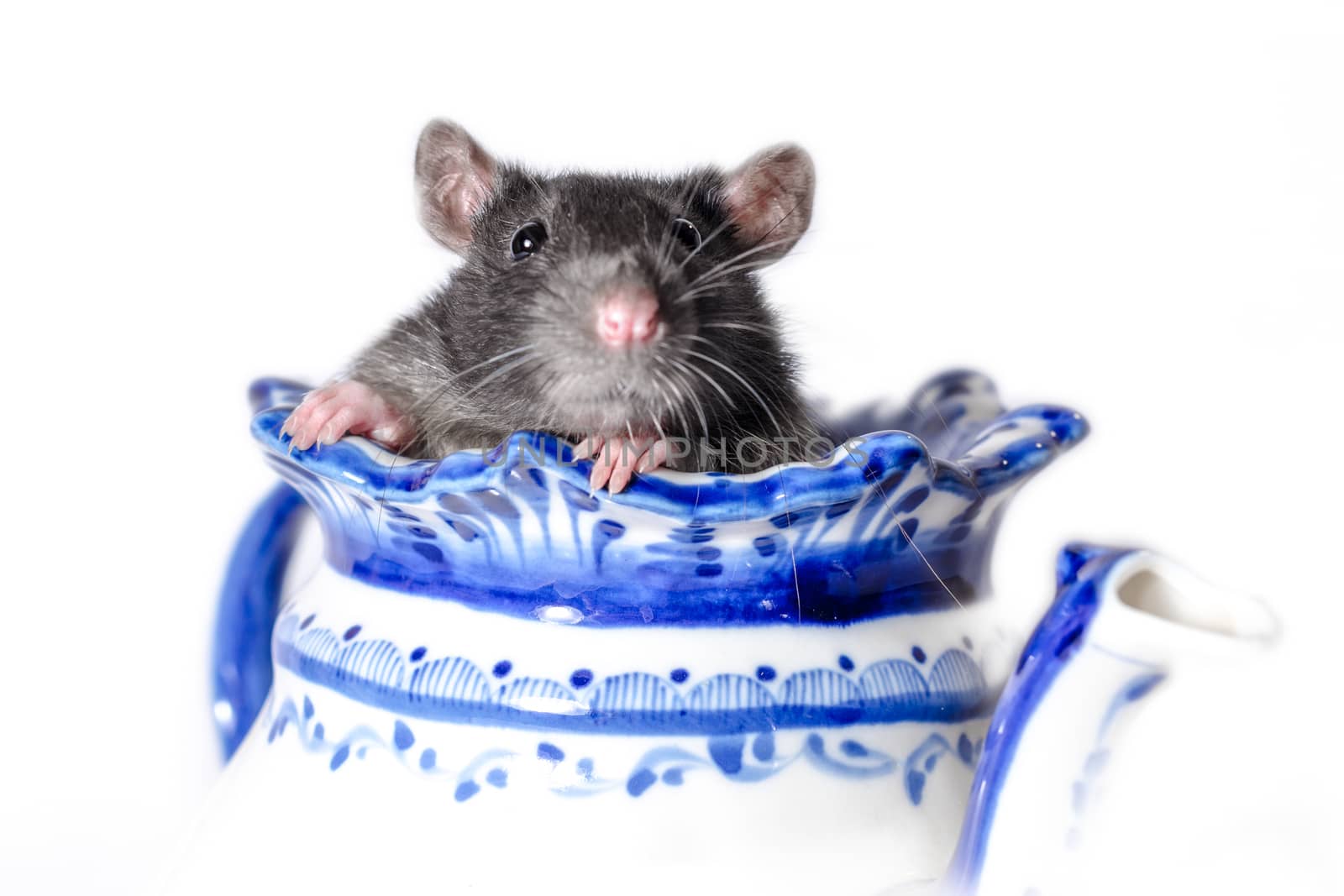 gray rat in a white and blue teapot on a light background