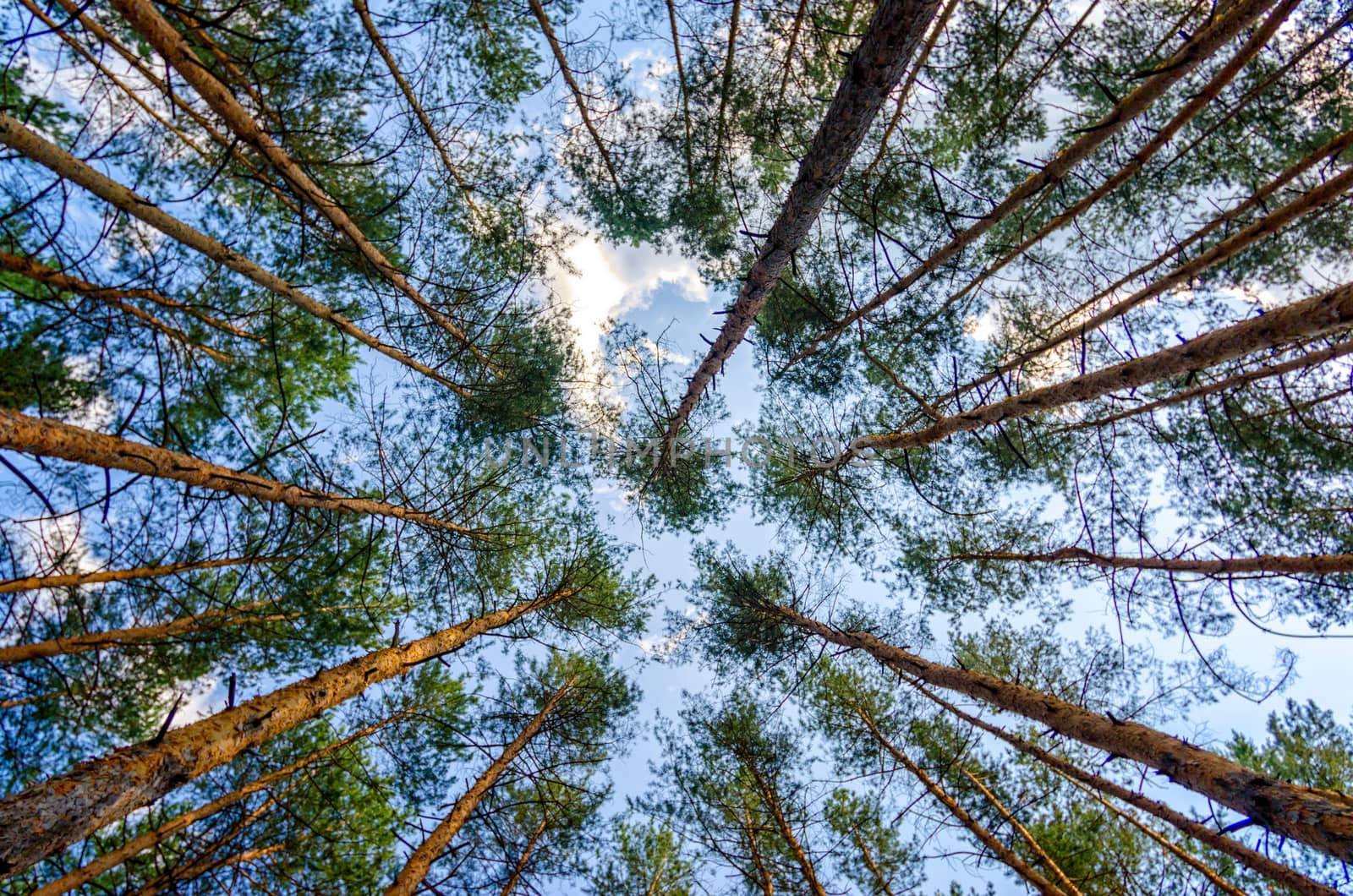 bottom view of tall pine trees in the forest against the sky and clouds nature background