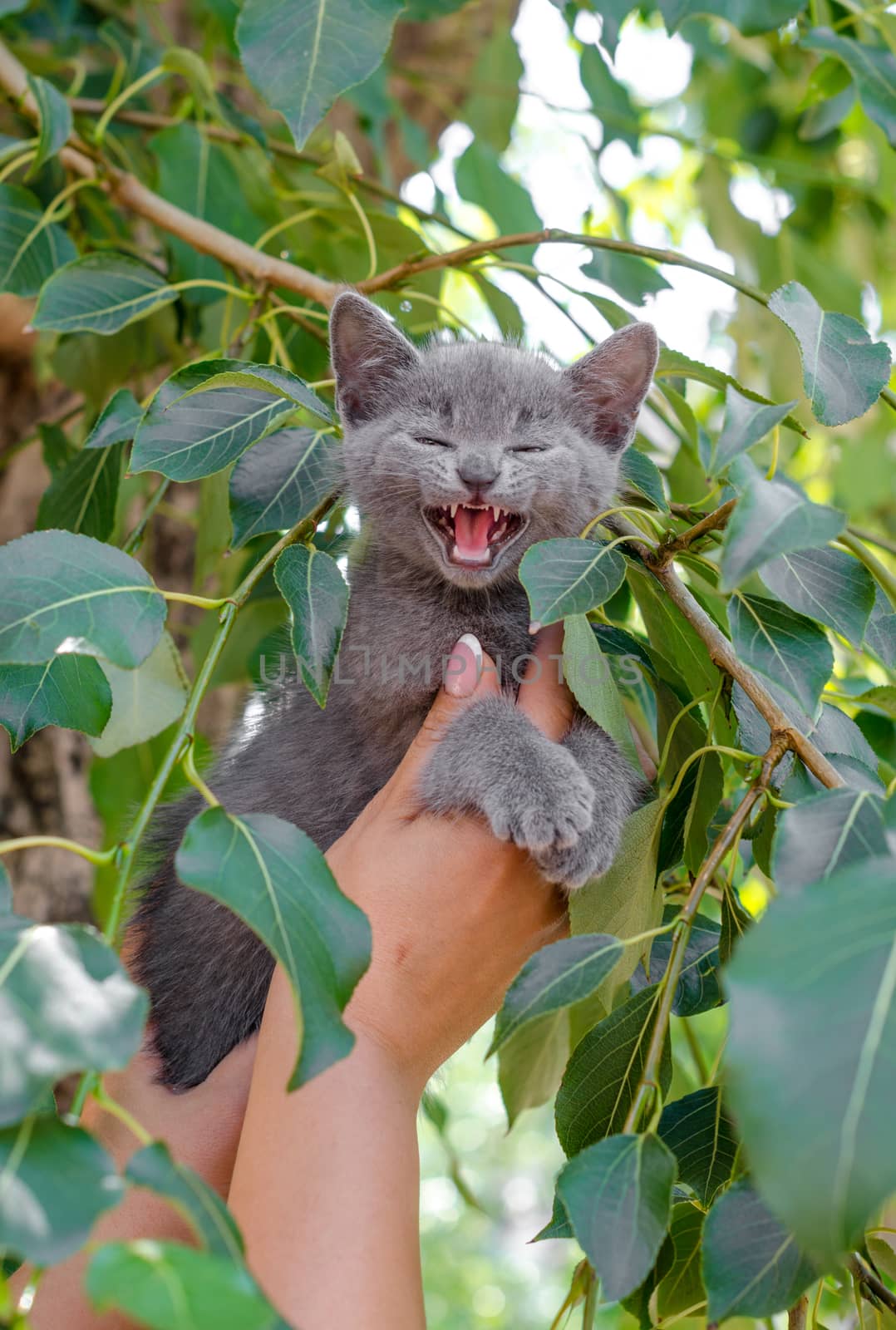 removing a blue screaming kitten from a tree