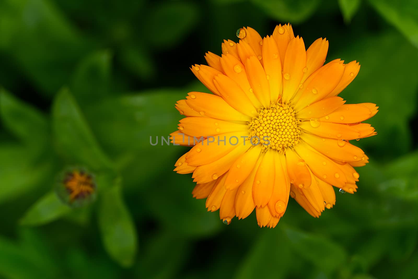 Calendula flower with leaves, Calendula officinalis or english marigold on blurred green background. Close up macro of medicinal kalendula herb