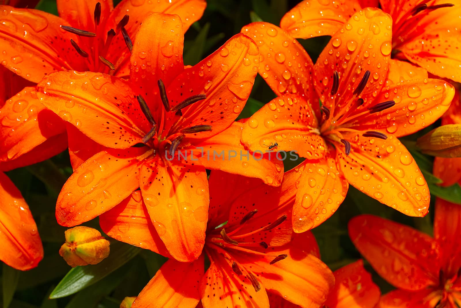 Orange lily flower close-up shoot in garden