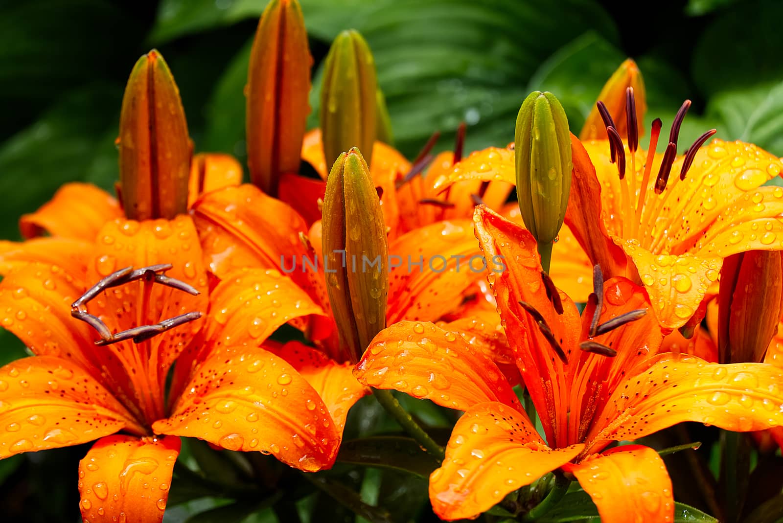 Orange lily flower close-up shoot in garden