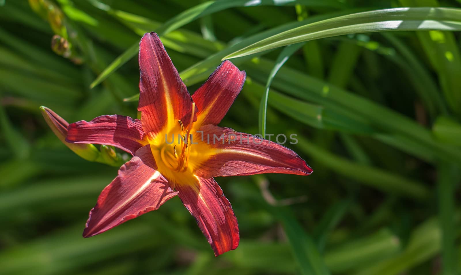 red and yellow Hemerocallis lily by sirspread