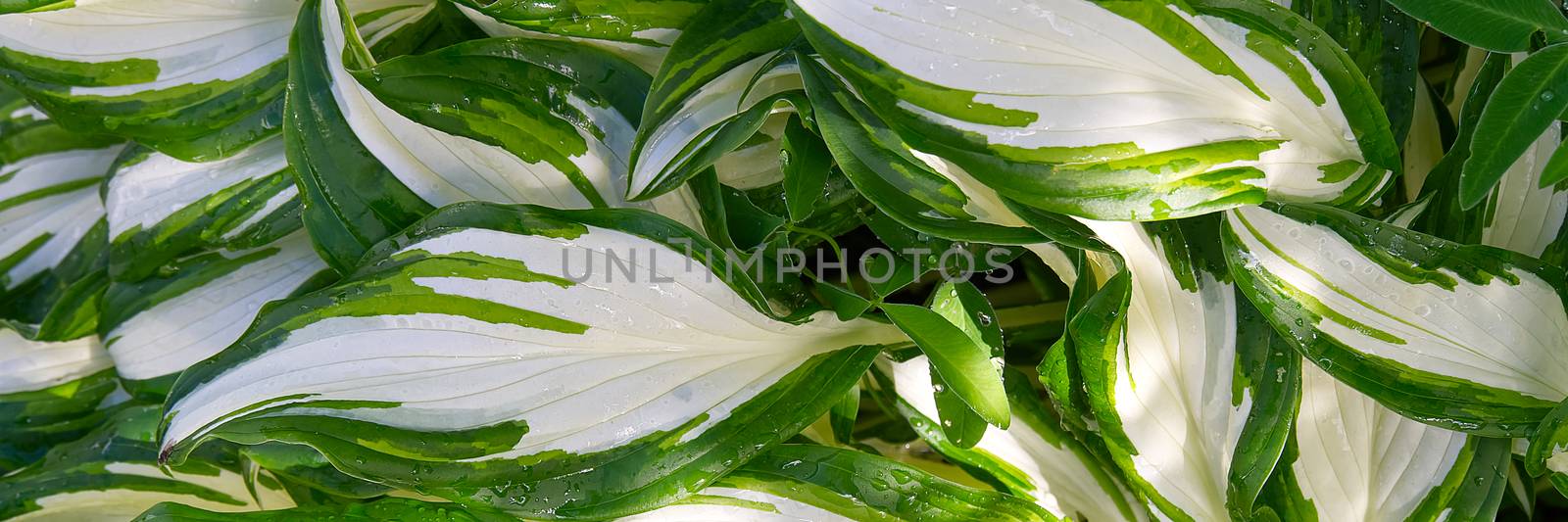 Plantain lilies, Hosta plant in the garden. Close-up green and white leaves, background. wide shoot, panorama. by PhotoTime