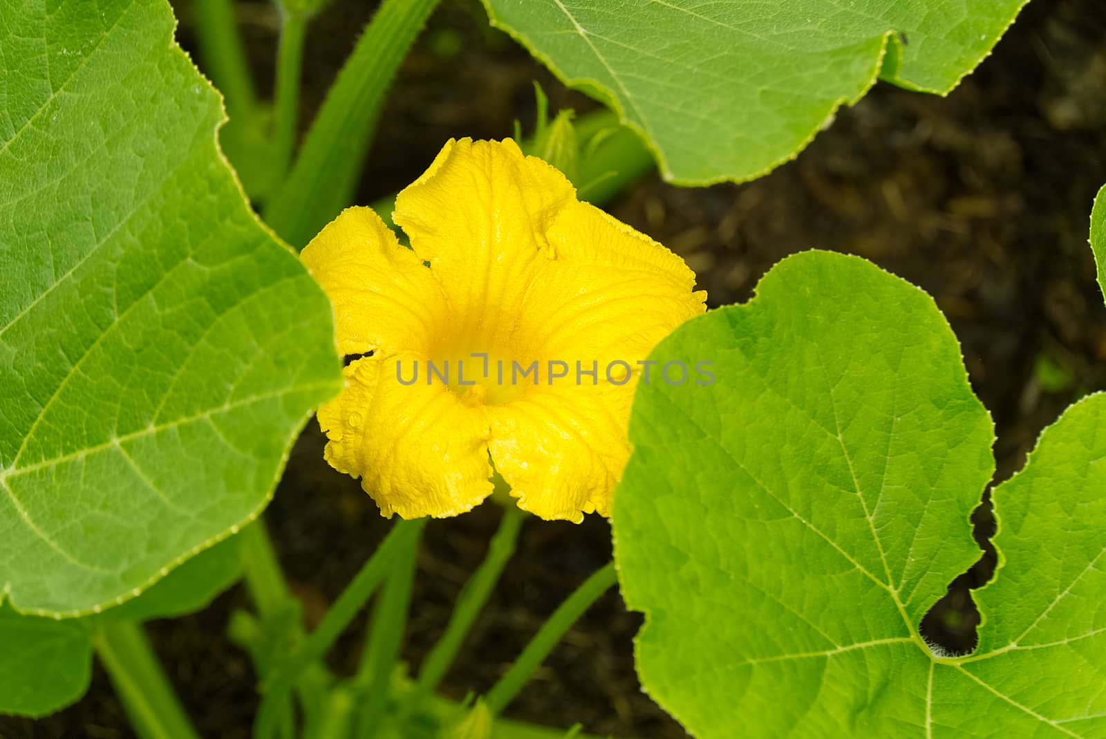 Pumpkin flower in the backyard of garden. Growing organic pumpkin