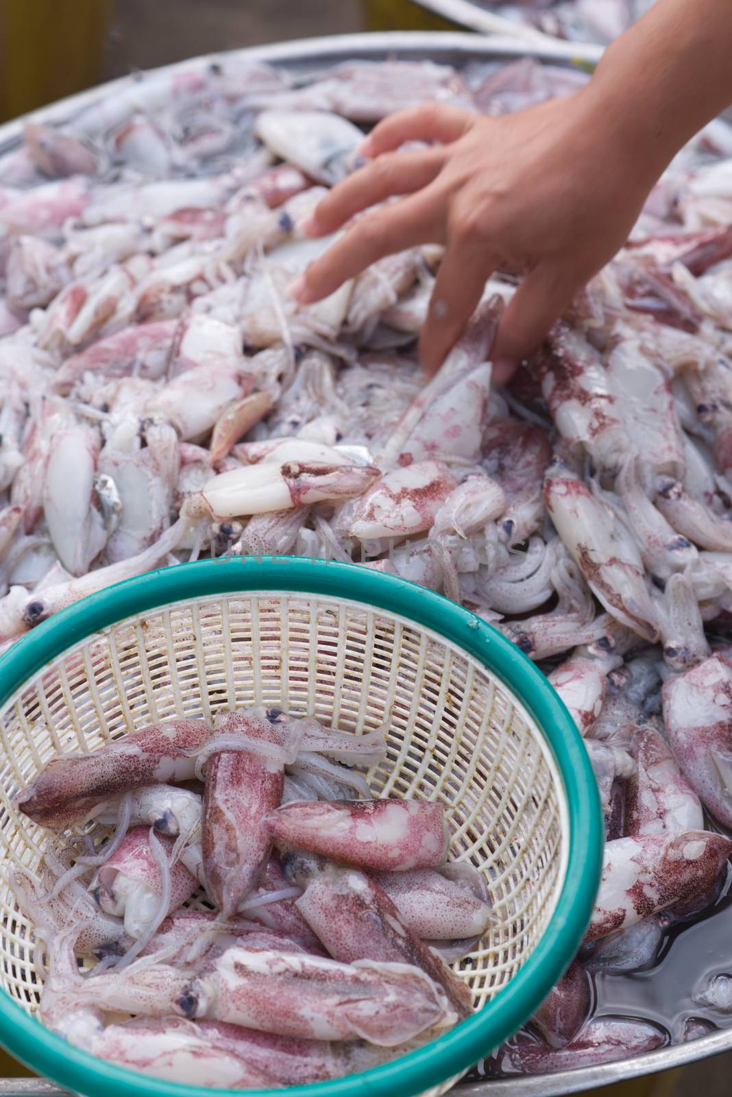The fresh squid is in the basket and there is a blurred female hand that is picking the squid.