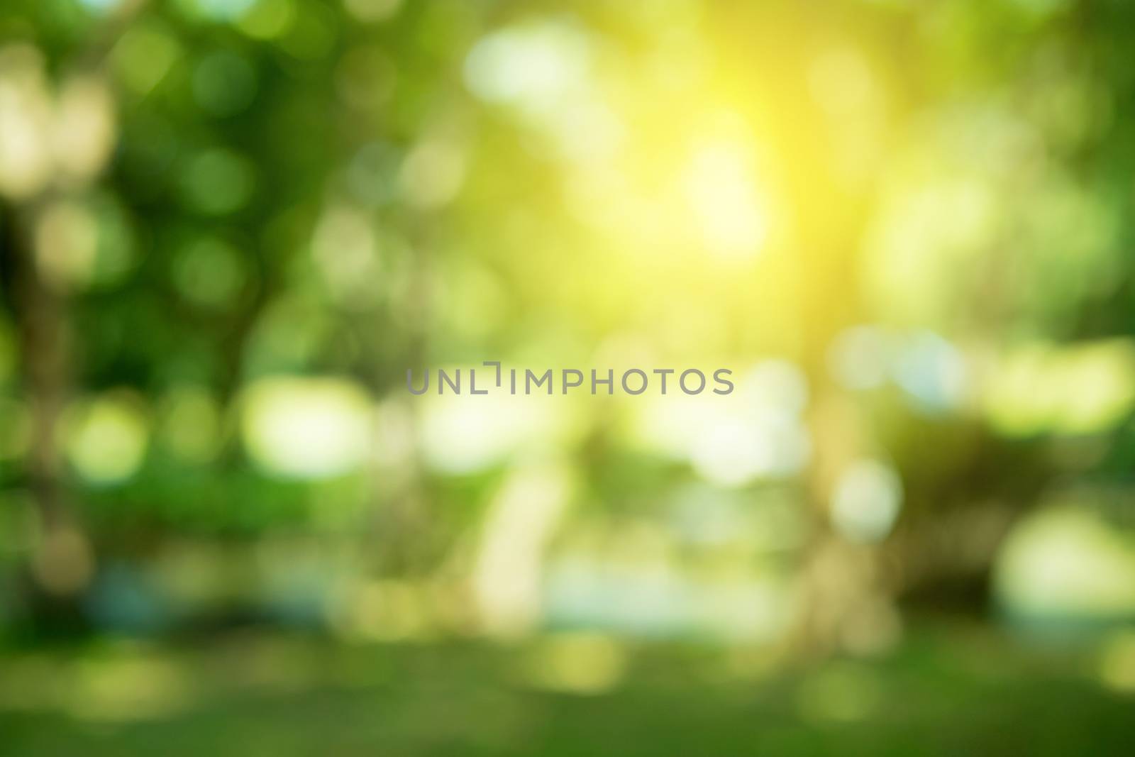 Sunny abstract green nature background by nnudoo