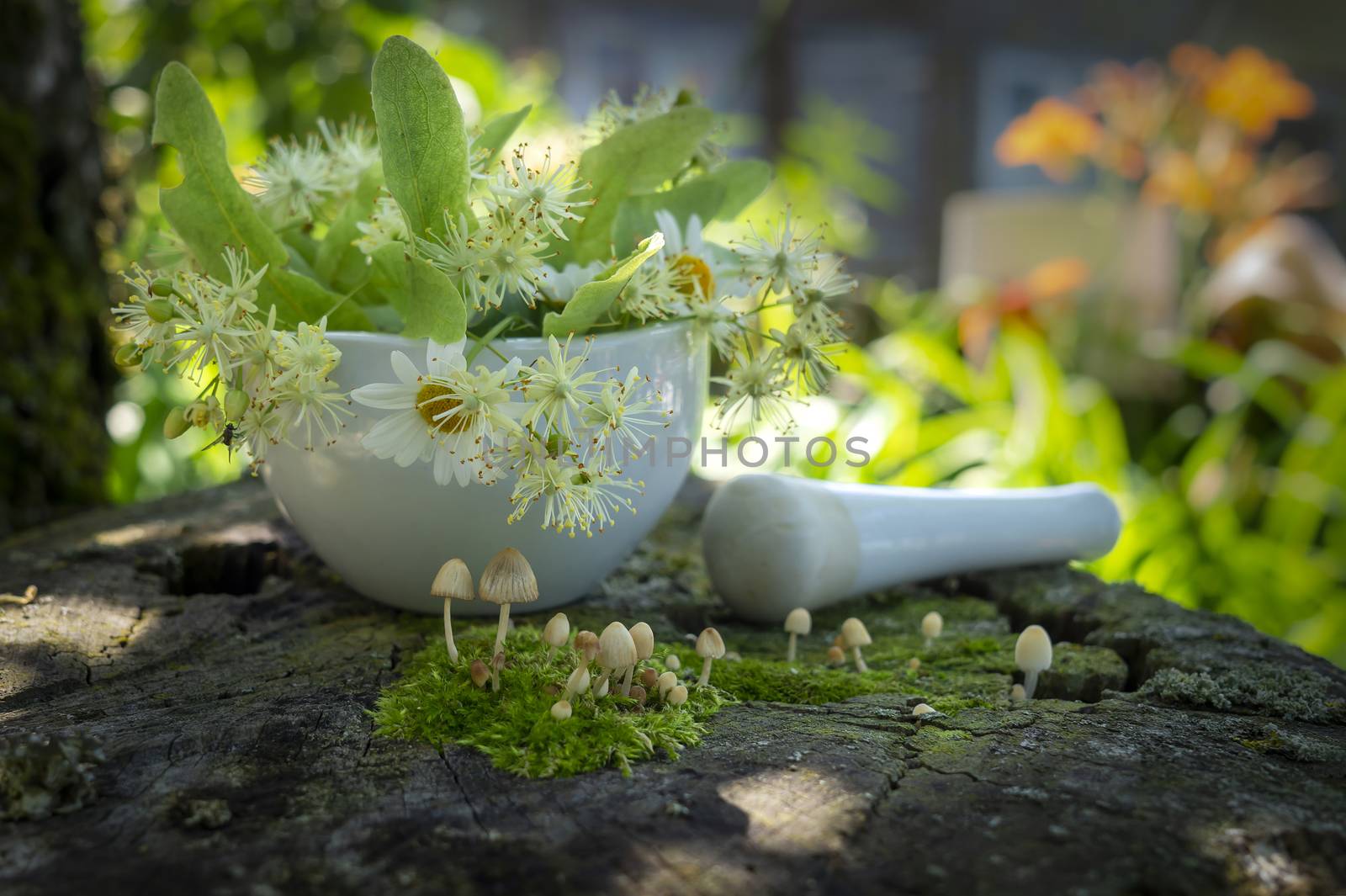 Small toadstools growing on green moss in front of a pestle and mortar filled with fresh white daisies, linden flowers and leaves for alternative medicine on an old wooden bench in close up